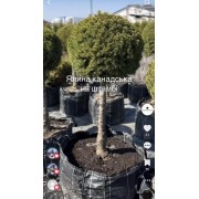 Ялина канадська Дейзі Вайт С3 штамб